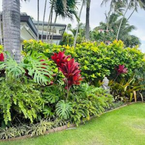 Landscape design featuring Hawaiian trees, plants, and shrubs